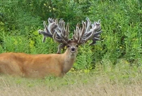 Crazy Big Farm Raised Bucks Pictures 005