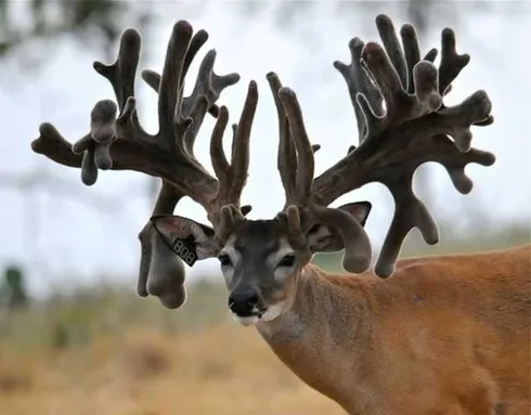 Crazy Big Farm Raised Bucks Pictures 006