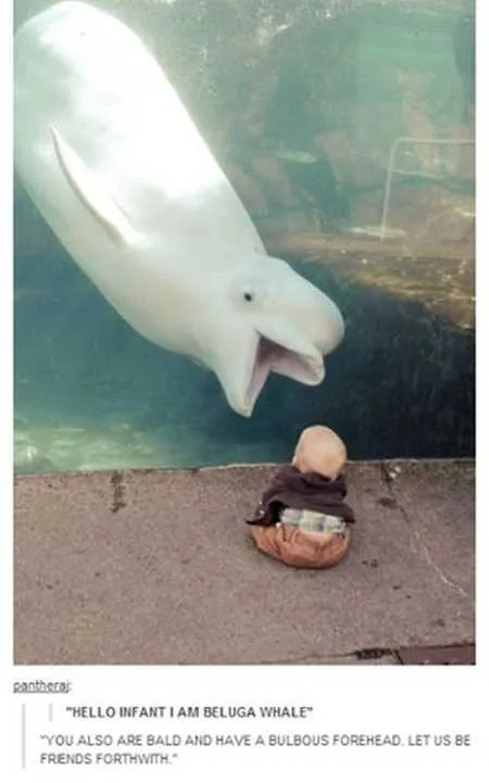 Funny Animal Pics That Will Make You Smile 5002