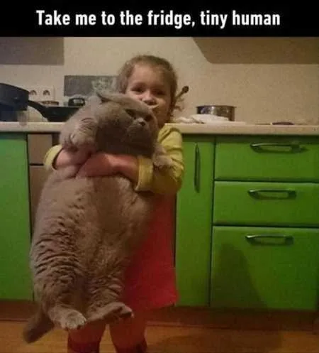 Funny Animal Pics That Will Make You Smile 5003