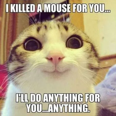 Funny Animal Pics That Will Make You Smile 5004