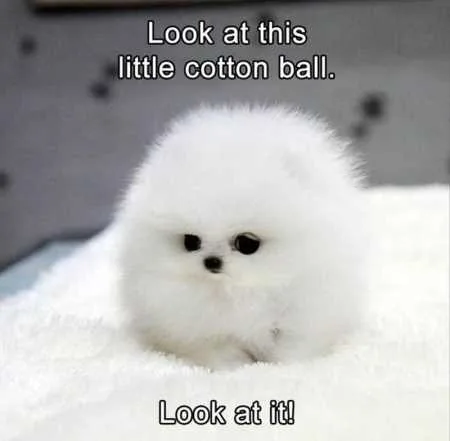 Funny Animal Pics That Will Make You Smile 5005
