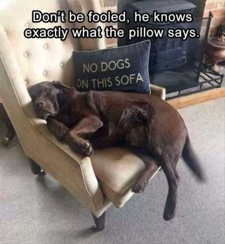 Funny Animal Pics That Will Make You Smile 5007