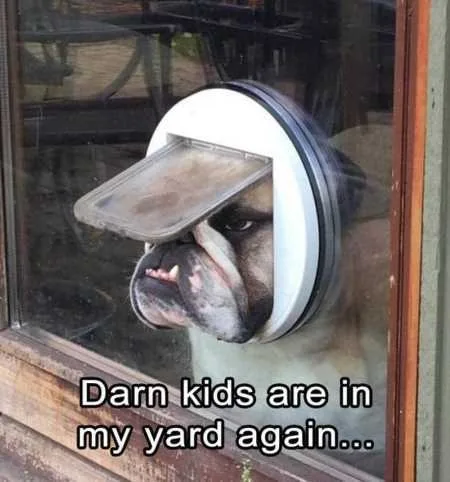 Funny Animal Pics That Will Make You Smile 5008