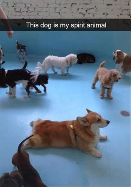 Funny Animal Pics That Will Make You Smile 5011