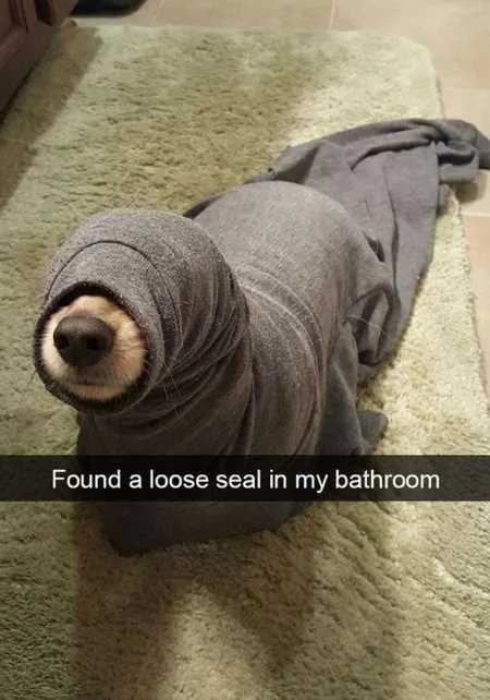 Funny Animal Pics That Will Make You Smile 5014