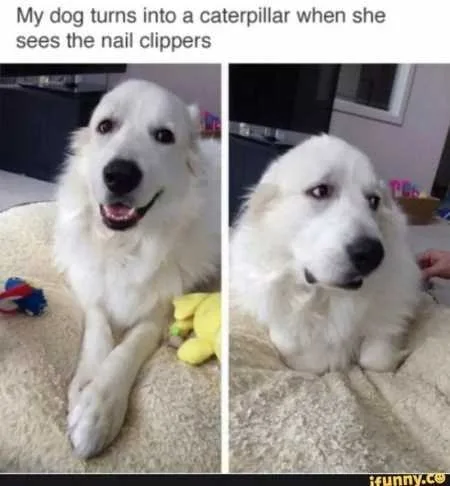 Funny Animal Pics That Will Make You Smile 5016