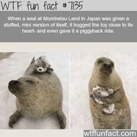 Funny Animal Pics That Will Make You Smile 5017