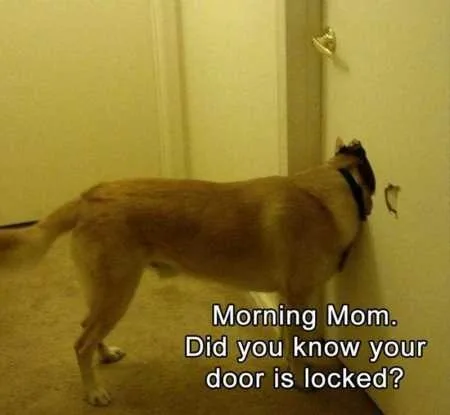 Funny Animal Pics That Will Make You Smile 5018