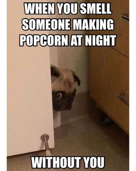 Funny Animal Pics That Will Make You Smile 5019