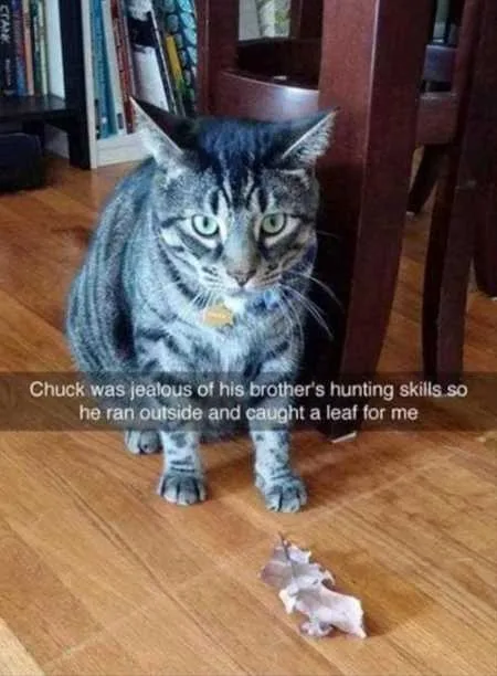 Funny Animal Pics That Will Make You Smile 5020
