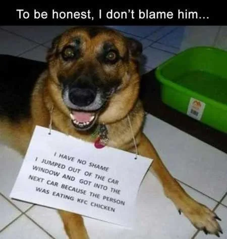 Funny Animal Pics That Will Make You Smile 5021