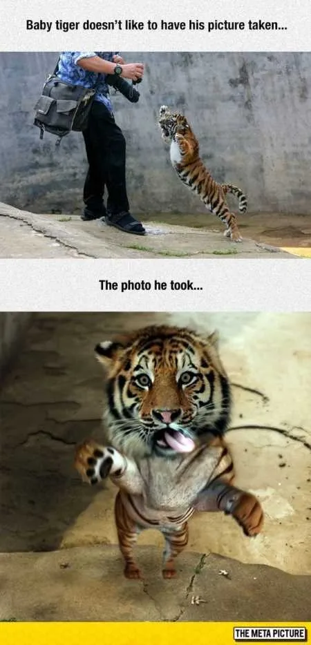 Funny Animal Pics That Will Make You Smile 5023