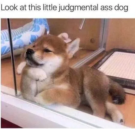 Funny Animal Pics That Will Make You Smile 5024