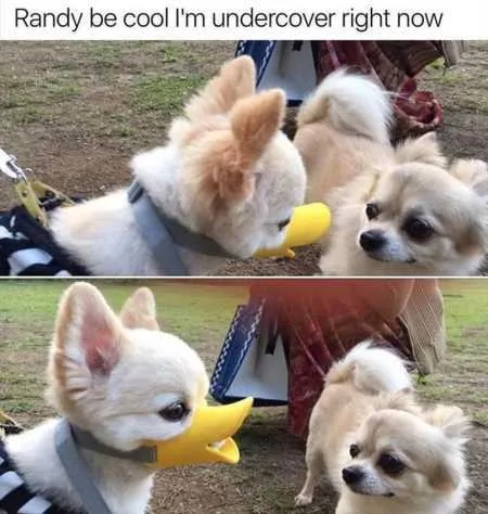 Funny Animal Pics That Will Make You Smile 5027