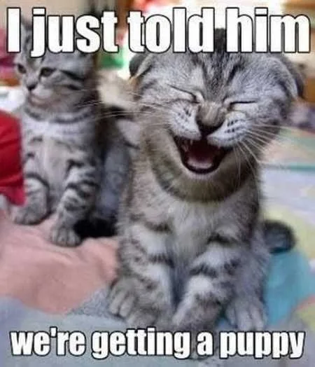 Funny Animal Pics That Will Make You Smile 5028