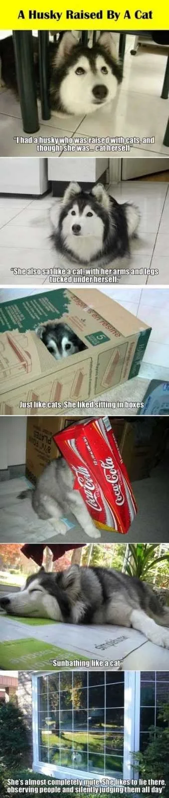 Funny Animal Pics That Will Make You Smile 5029
