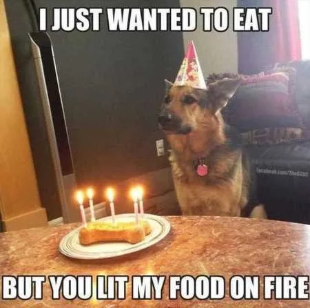 Funny Animal Pics That Will Make You Smile 5030
