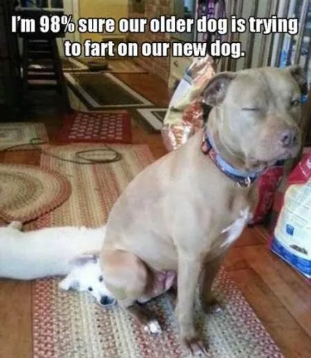 Funny Animal Pictures Youre Going To Love 012