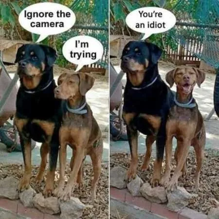 Funny Animal Pictures Youre Going To Love 013