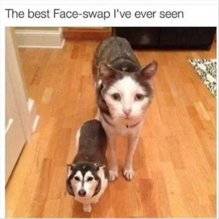 Funny Animal Pictures Youre Going To Love 016