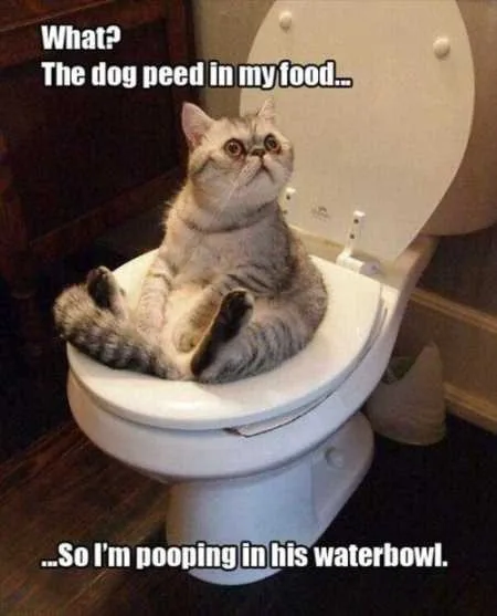Funny Animal Pictures Youre Going To Love 017