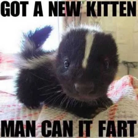Funny Animal Pictures Youre Going To Love 018