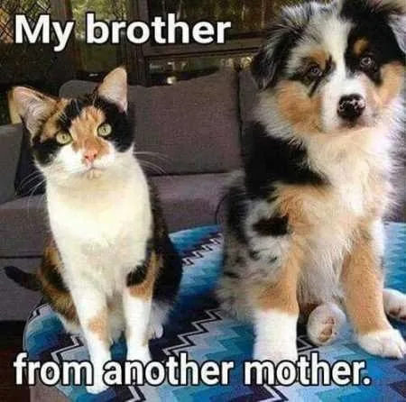 Funny Animal Pictures Youre Going To Love 019