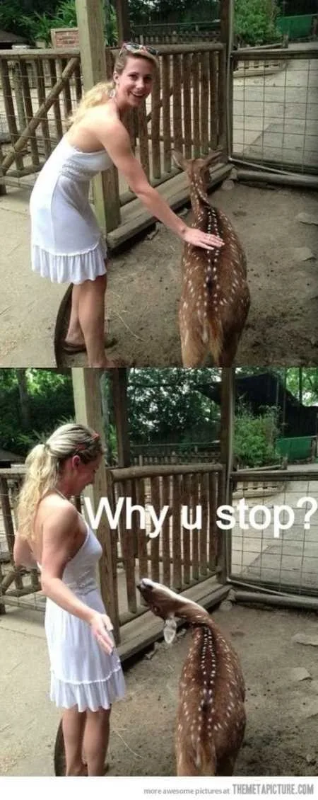 Funny Animal Pictures Youre Going To Love 022