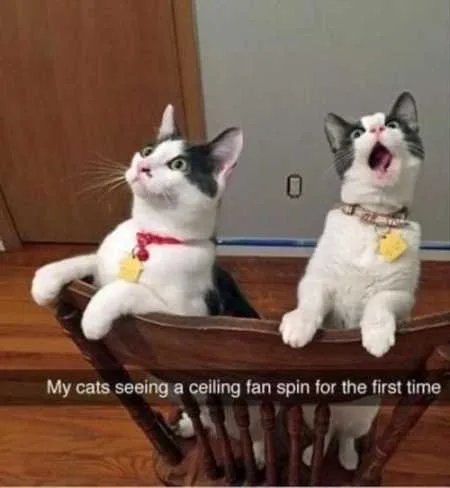 Funny Animal Pictures Youre Going To Love 023