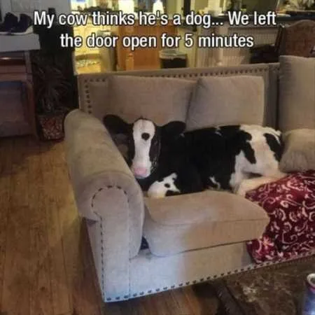 Funny Animal Pictures Youre Going To Love 024