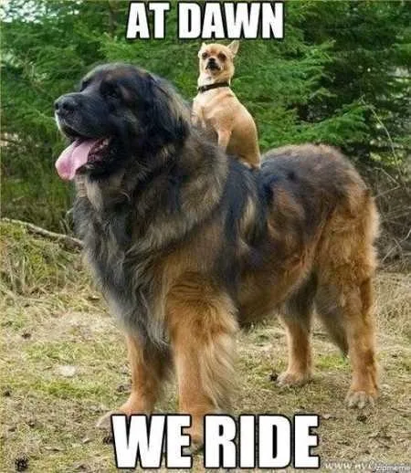 Funny Animal Pictures Youre Going To Love 026