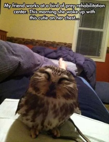 Funny Animal Pictures Youre Going To Love 027