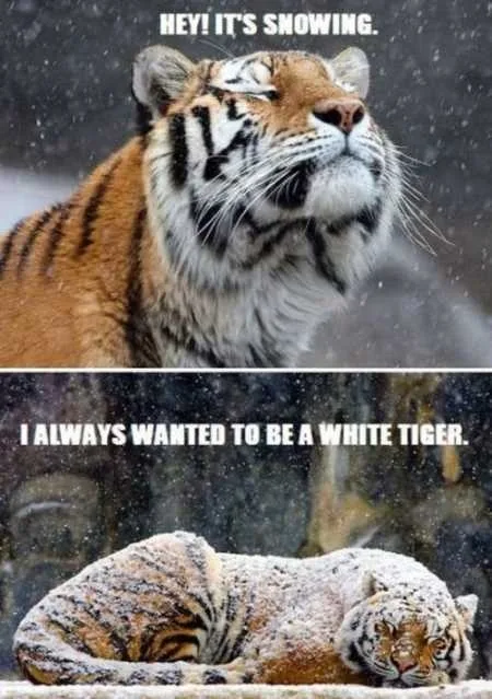 Super Funny And Cute Animal Pictures 002