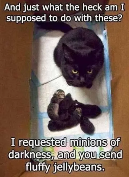Super Funny And Cute Animal Pictures 007