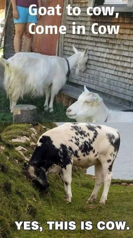 Super Funny And Cute Animal Pictures 010