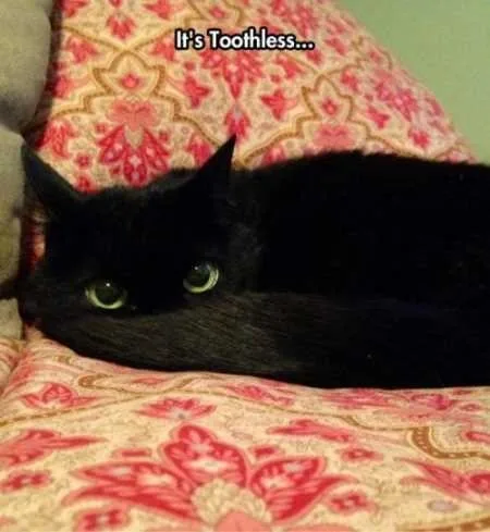 Super Funny And Cute Animal Pictures 011