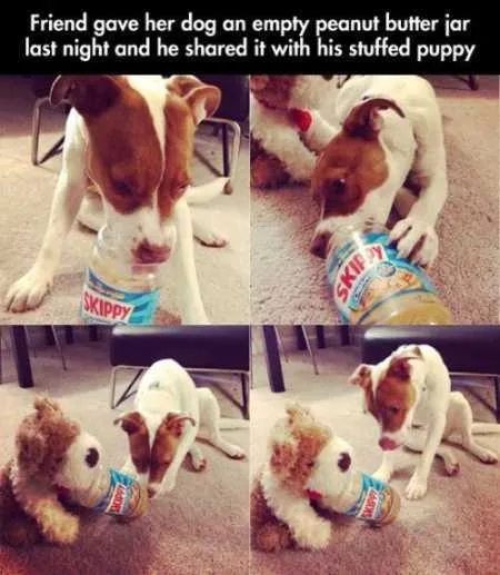 Super Funny And Cute Animal Pictures 012