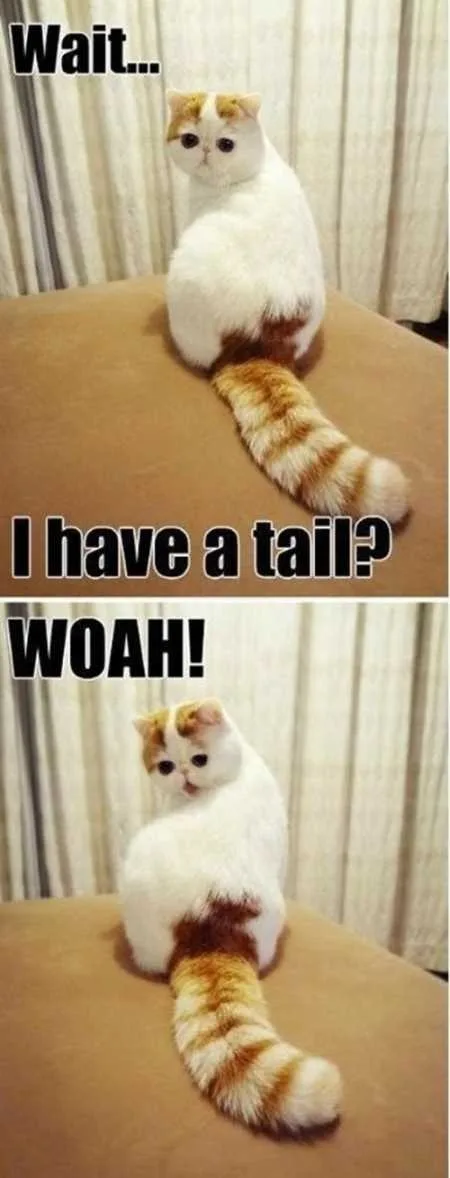 Super Funny And Cute Animal Pictures 013
