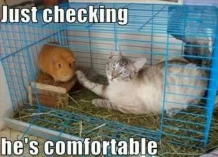Super Funny And Cute Animal Pictures 015