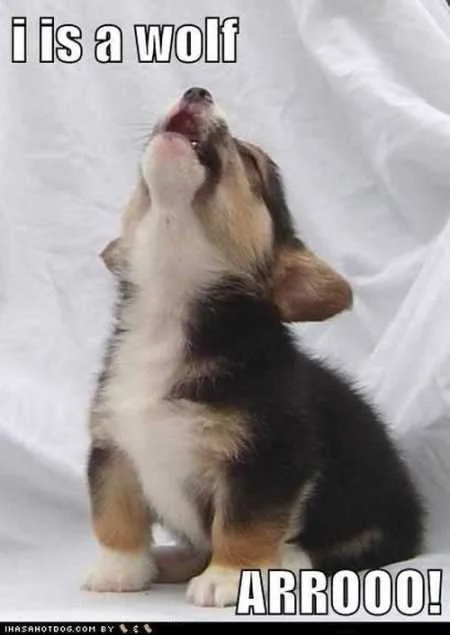 Super Funny And Cute Animal Pictures 017