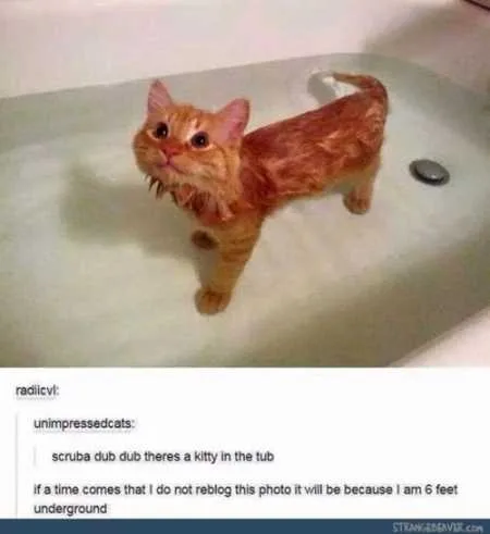 Super Funny And Cute Animal Pictures 018