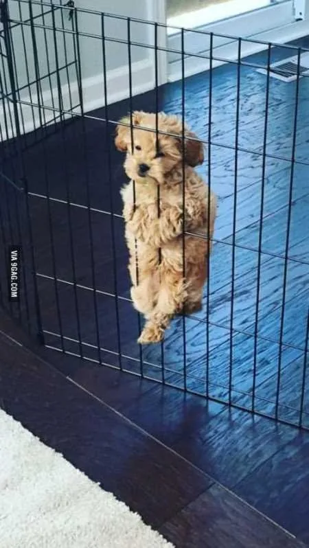 Super Funny And Cute Animal Pictures 019