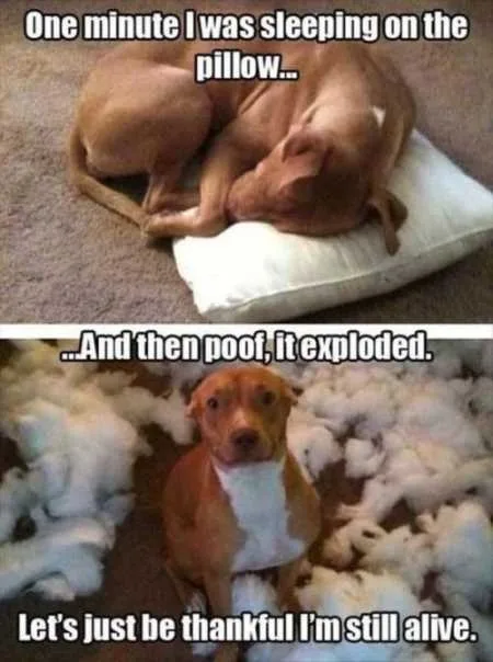 Super Funny And Cute Animal Pictures 021