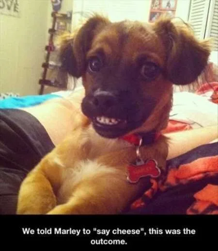 Super Funny And Cute Animal Pictures 024