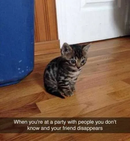Super Funny And Cute Animal Pictures 028