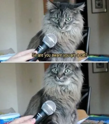 Super Funny And Cute Animal Pictures 030