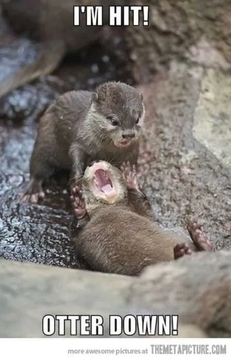Super Funny And Cute Animal Pictures 031