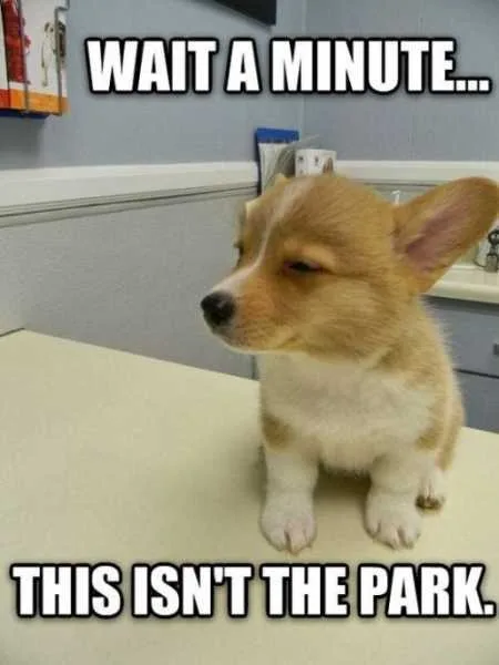 Super Funny And Cute Animal Pictures 034