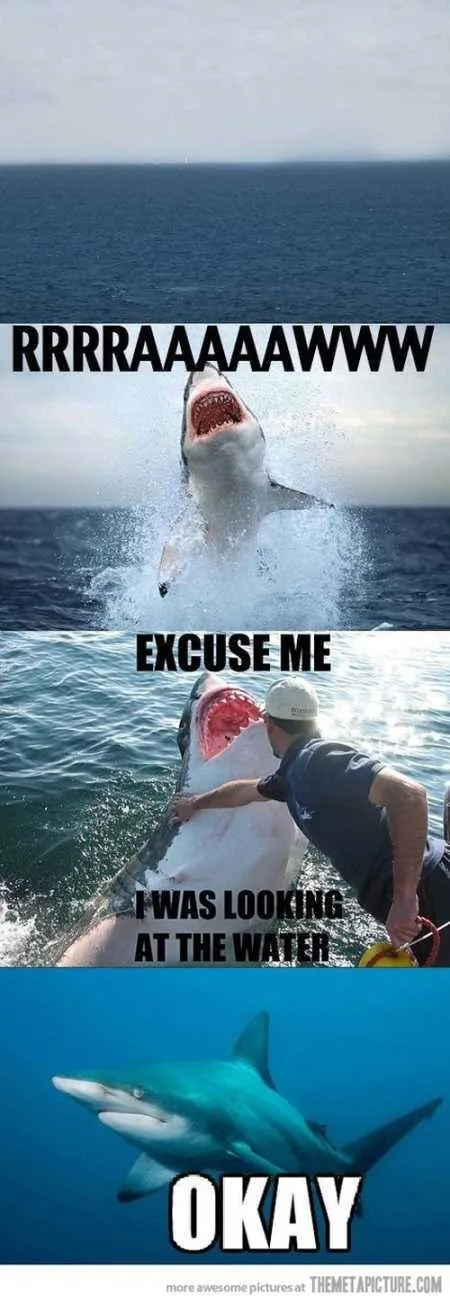 Funny Animals Youre Sure To Love 002